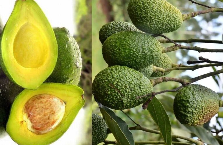 From Coffee to Avocado: Tribal Farmers in ASR District Find a New Green Gold
