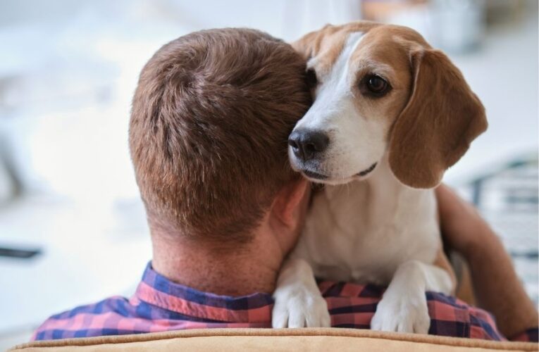 Healing Paws: Therapy dogs find growing role in emotional well-being