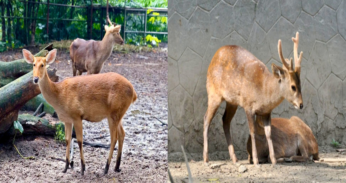 Visakhapatnam Zoo Adds New Species Through Animal Exchange Program