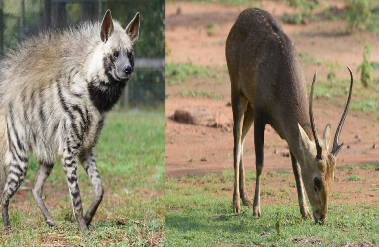 Visakhapatnam Zoo Adds New Species Through Animal Exchange Program