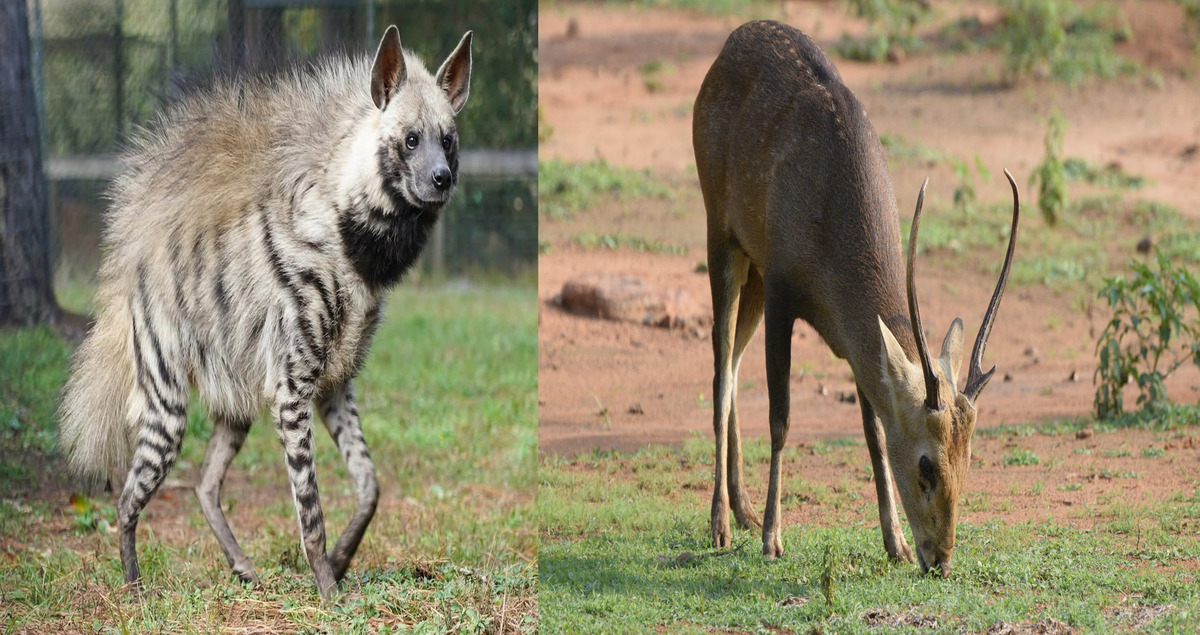 Visakhapatnam Zoo Adds New Species Through Animal Exchange Program