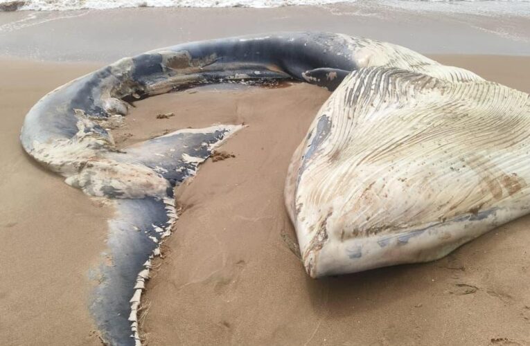 Massive whale washes ashore near Peddathinarla in Anakapalli