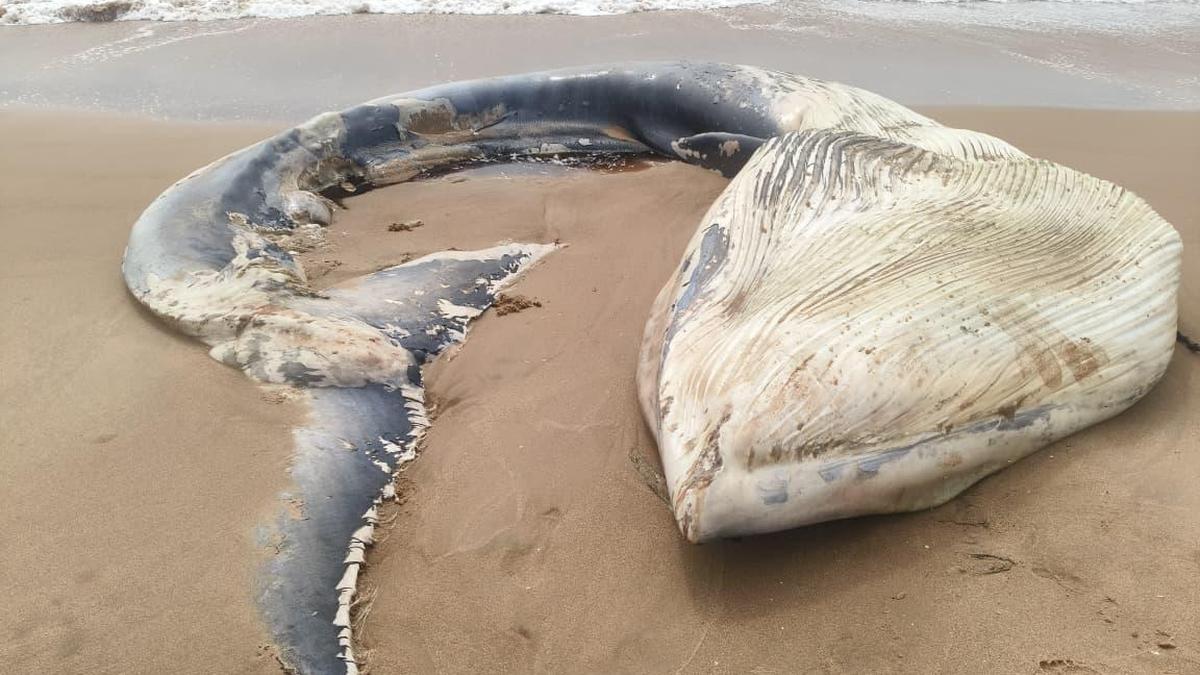 Massive whale washes ashore near Peddathinarla in Anakapalli