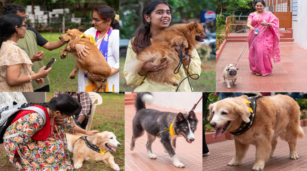 Variety of Pets Bring Warmth and Joy to GITAM Campus