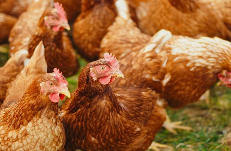 Andhra Pradesh to Introduce Licensing System for Chicken Shops