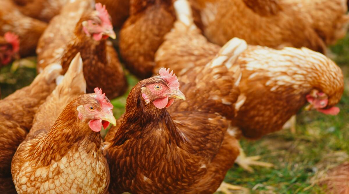 Andhra Pradesh to Introduce Licensing System for Chicken Shops