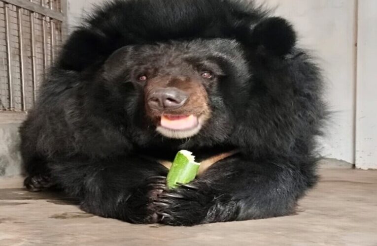 Animal Exchange Between IGZP and Ranchi Zoo Completed