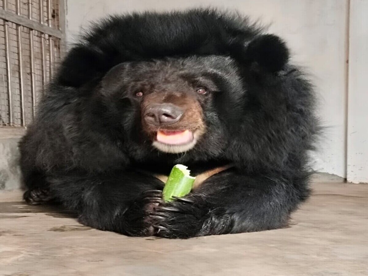 Animal Exchange Between IGZP and Ranchi Zoo Completed