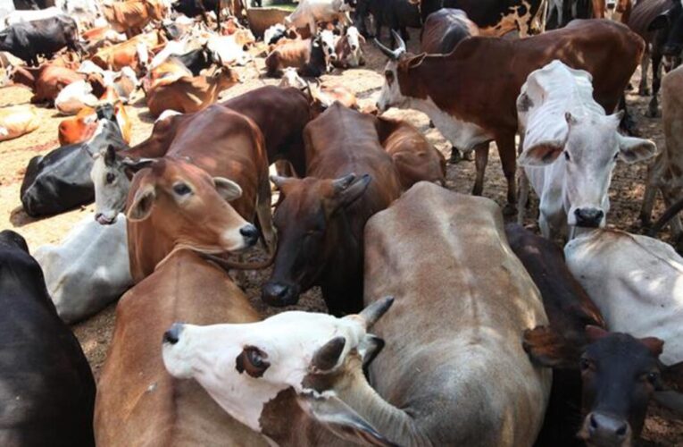 Seized Cattle Allegedly Diverted to Illegal Slaughterhouses