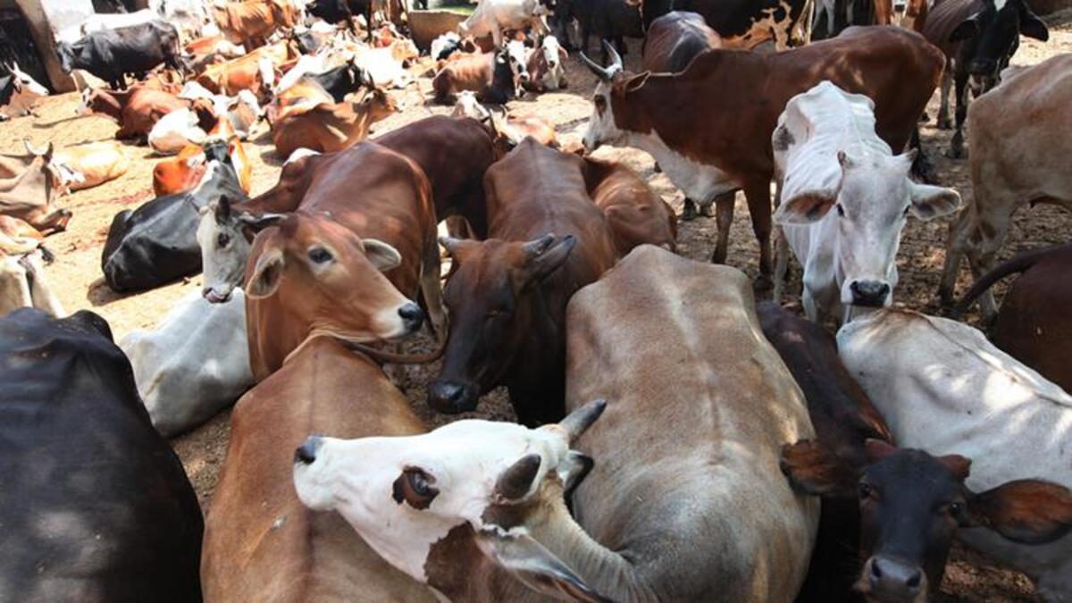 Seized Cattle Allegedly Diverted to Illegal Slaughterhouses