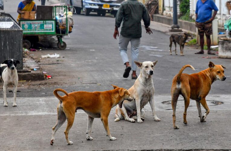 Stray dog directive proves challenging for GVMC