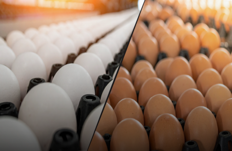 Winter demand pushes up egg prices across AP