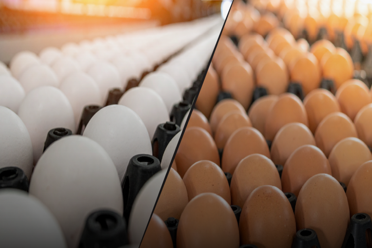 Winter demand pushes up egg prices across AP