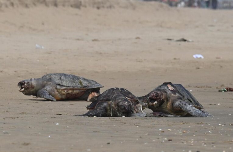 150 Olive Ridley Turtles Found Dead on Srikakulam Coast