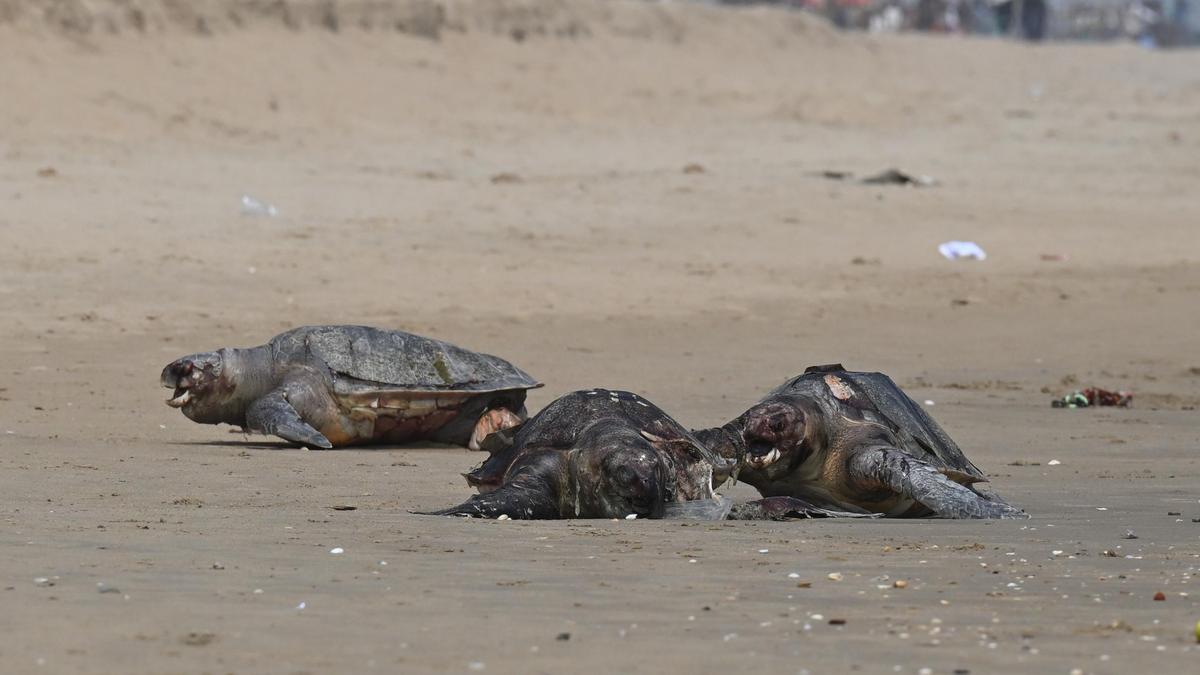 150 Olive Ridley Turtles Found Dead on Srikakulam Coast