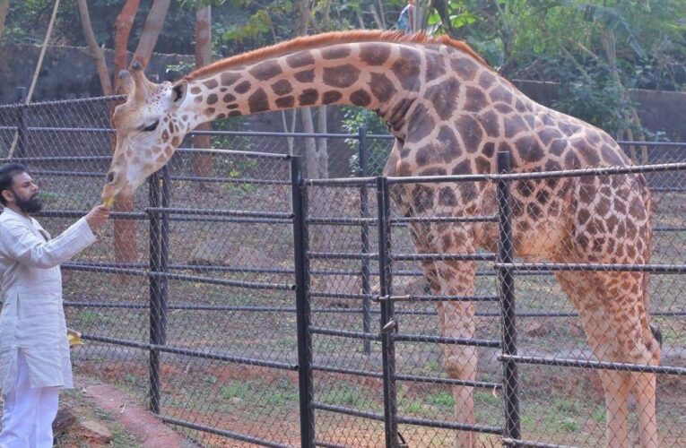 Dy CM Pawan Kalyan visits IGZP, adopts two giraffes