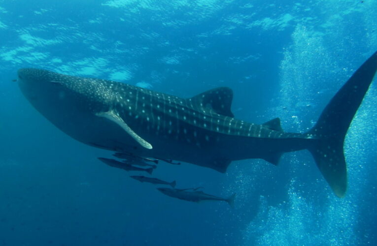 Rare Whale Shark Sighting Near Vizag Coast