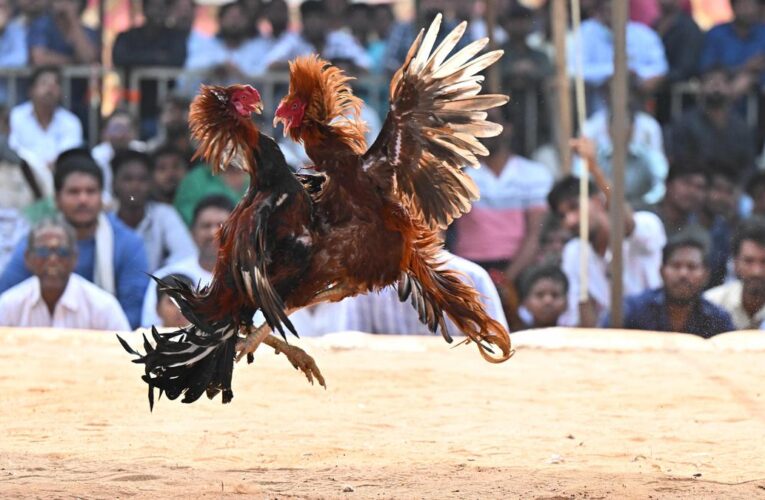 Sankranti cockfights: 19 held in Anakapalli raids