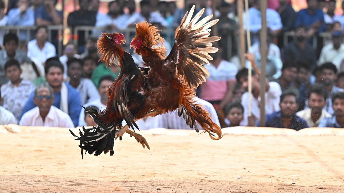 Sankranti cockfights: 19 held in Anakapalli raids