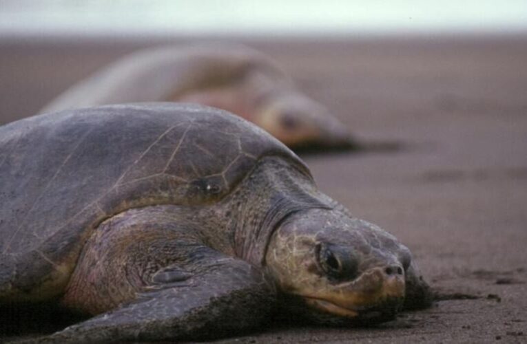 Three olive ridley turtles found dead on Vizag coast during nesting season