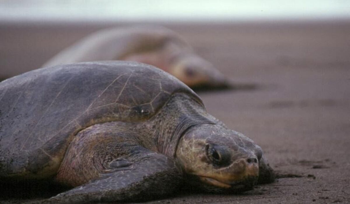 Three olive ridley turtles found dead on Vizag coast during nesting season