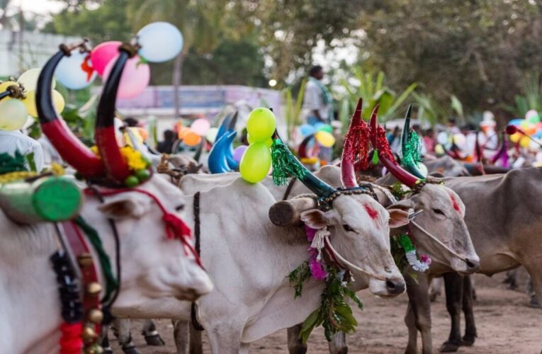 Kanuma celebrations bring villages of north Andhra alive