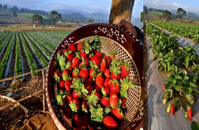 Strawberry harvest brings cheer to Lambasingi farmers