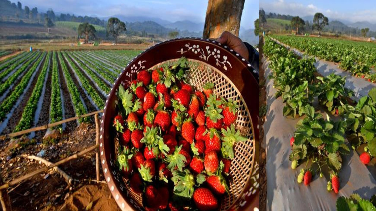 Strawberry harvest brings cheer to Lambasingi farmers