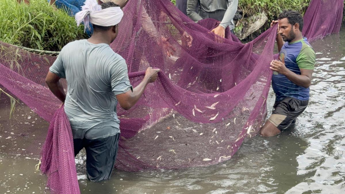 U.S. Tariff Cut Brings Relief to AP Seafood Exporters