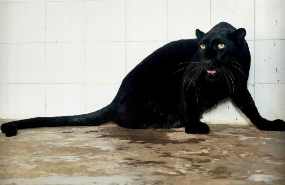 Black Panther arrives at Vizag zoo in animal exchange programme