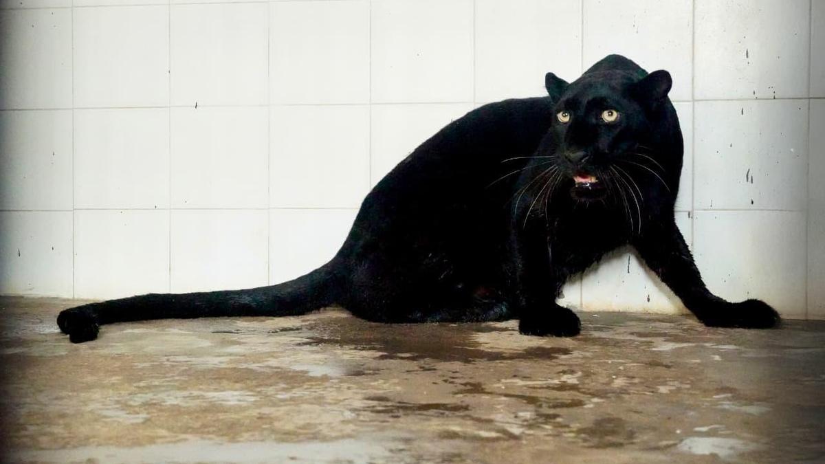 Black Panther arrives at Vizag zoo in animal exchange programme