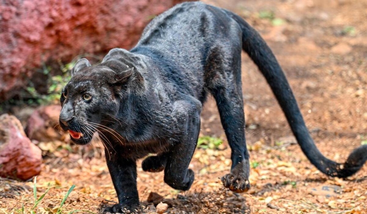 Black panther returns to Vizag zoo after 40 years