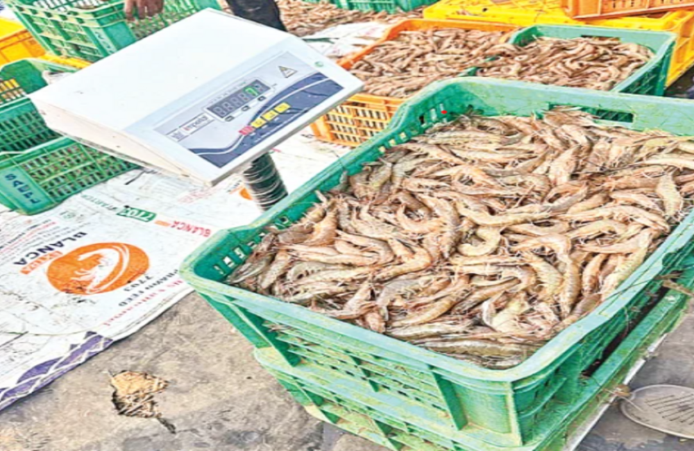 Shrimp exports revive, but rising feed costs hit aqua farmers