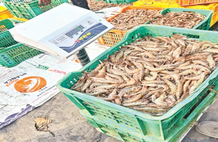 Shrimp exports revive, but rising feed costs hit aqua farmers