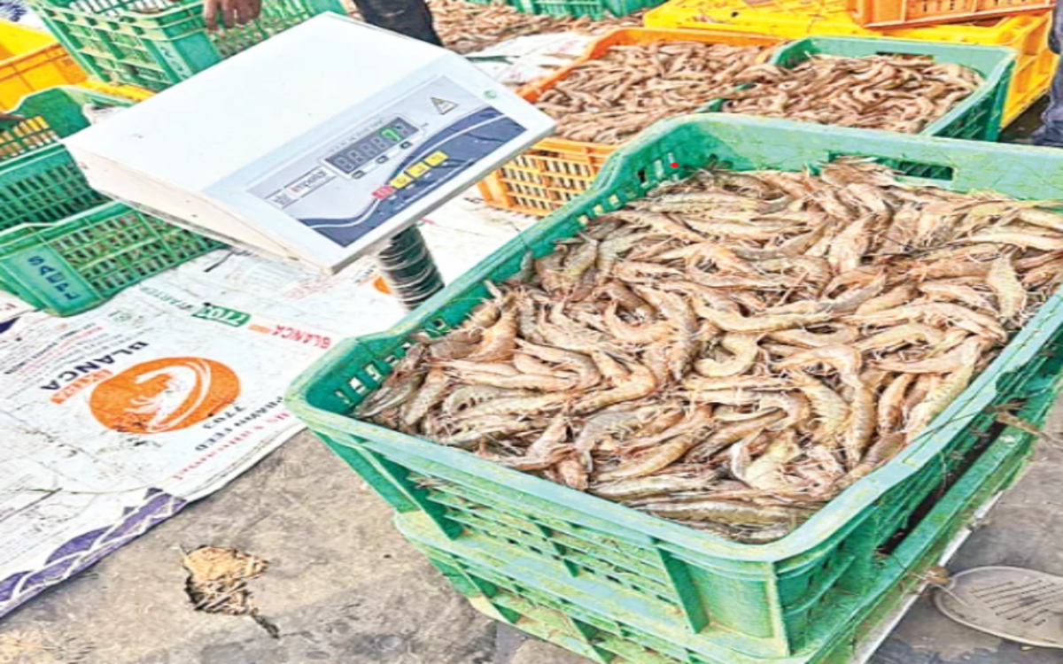 Shrimp exports revive, but rising feed costs hit aqua farmers