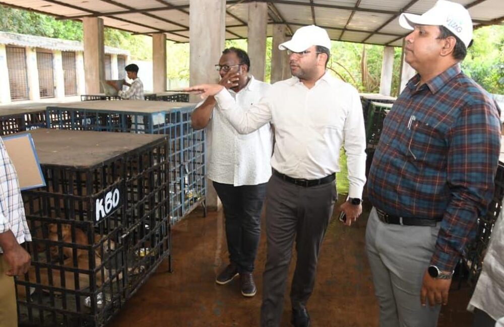 GVMC Pushes Stray Dog Sterilisation to 100 Surgeries a Day