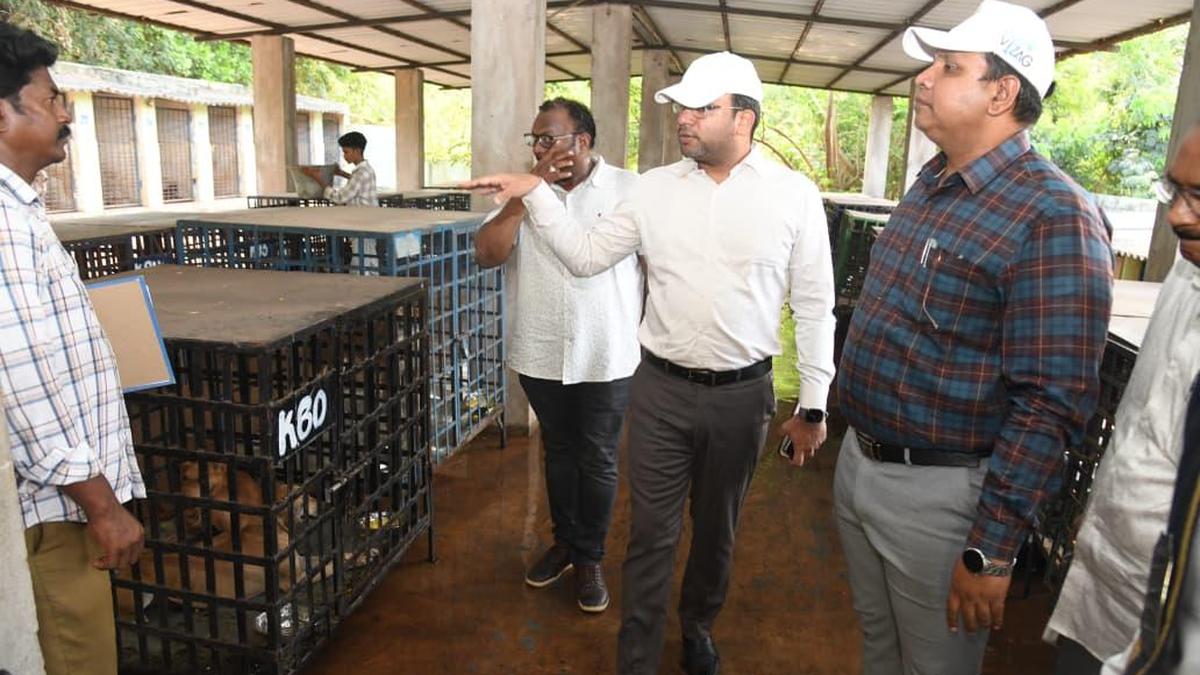 GVMC Pushes Stray Dog Sterilisation to 100 Surgeries a Day
