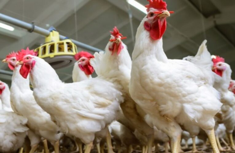 Heatwave takes heavy toll on poultry farms in Visakhapatnam