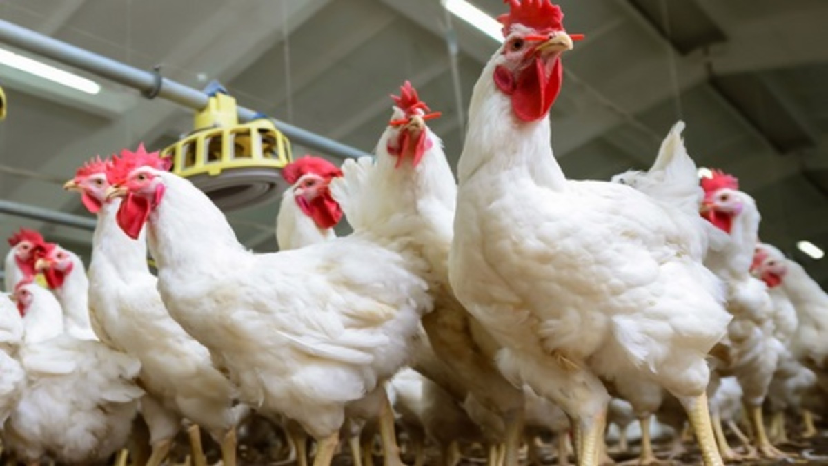 Heatwave takes heavy toll on poultry farms in Visakhapatnam
