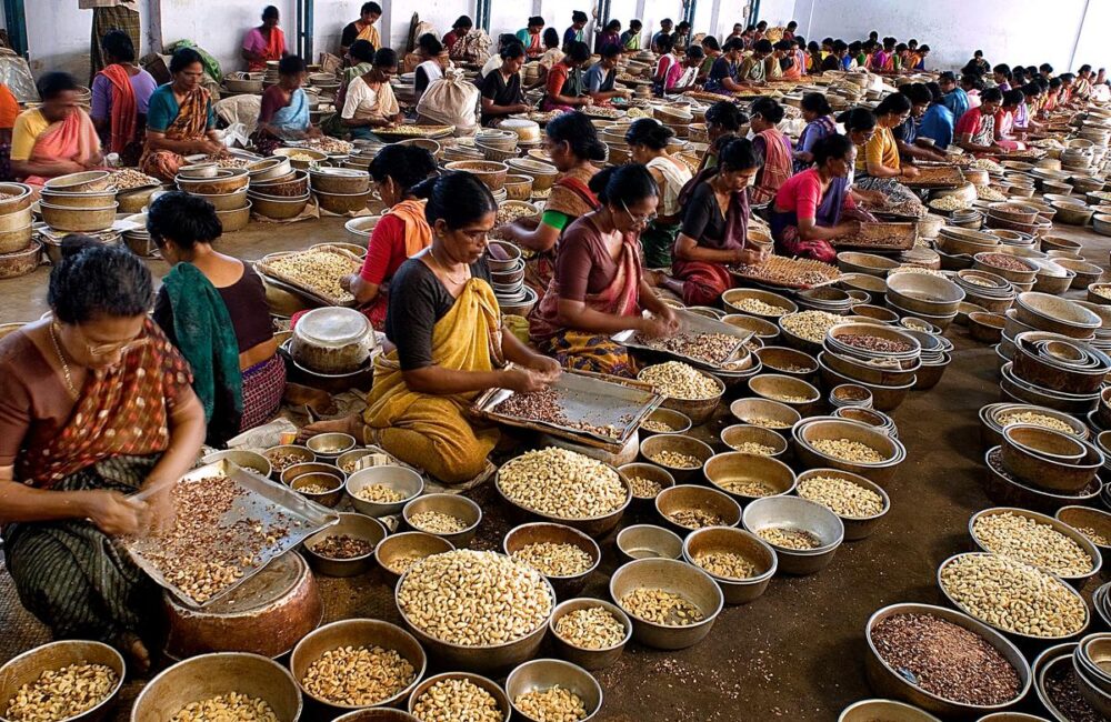 Cashew trade faces GST evasion concerns in district; revenue gap widens