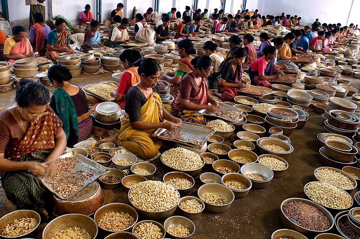 Cashew trade faces GST evasion concerns in district; revenue gap widens