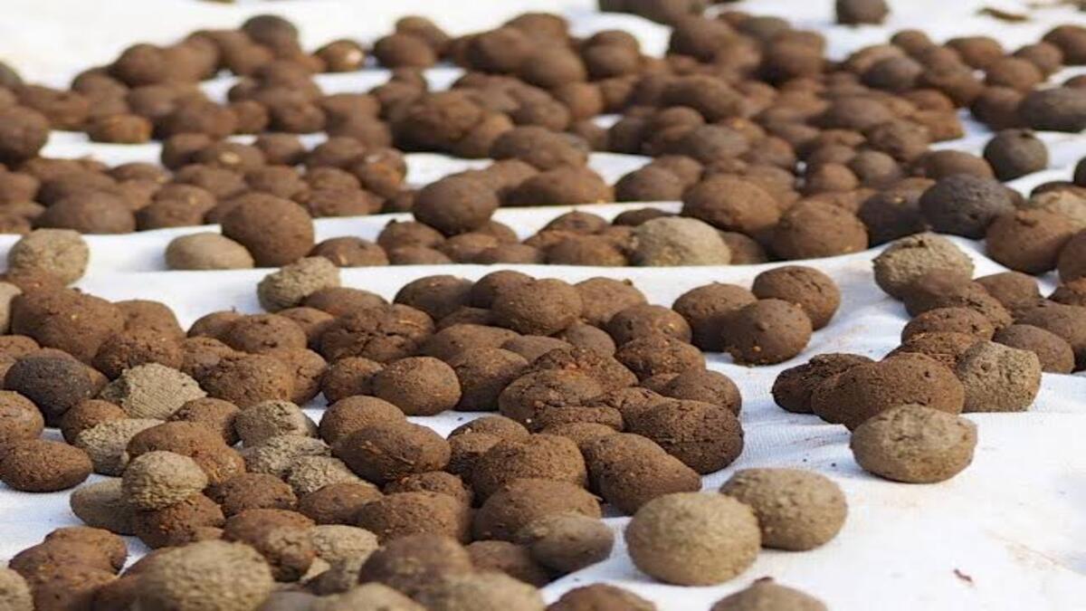 Visakhapatnam Forest Circle prepares 50 lakh seed balls for monsoon dispersal