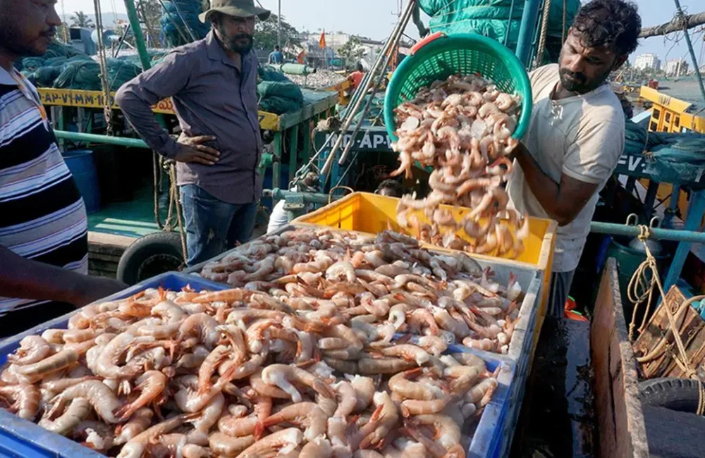India's seafood exports hit record ₹73,890 crore in 2025-26