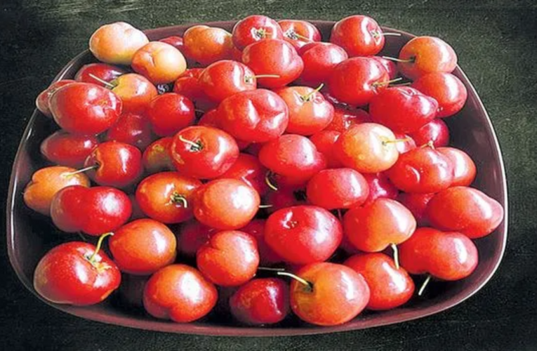 Barbados Cherry Fruiting at Chintapalli Station, Experts Highlight Cultivation Potential