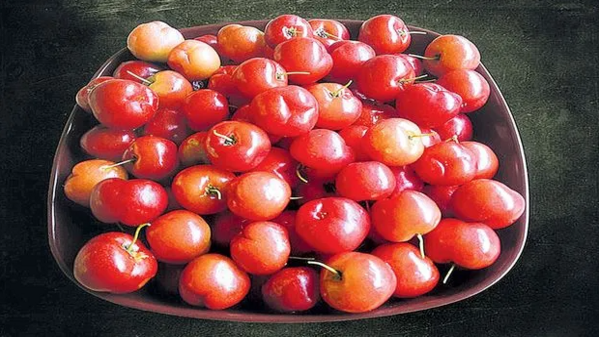 Barbados Cherry Fruiting at Chintapalli Station, Experts Highlight Cultivation Potential
