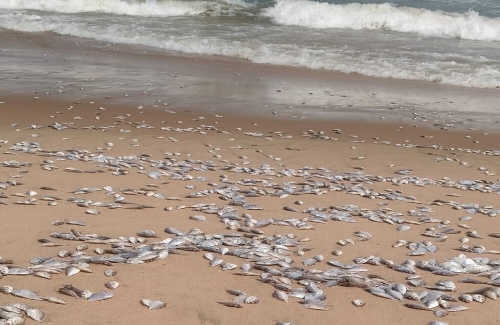 Fish Deaths Reported Off Nakkapalli Coast; Probe Underway