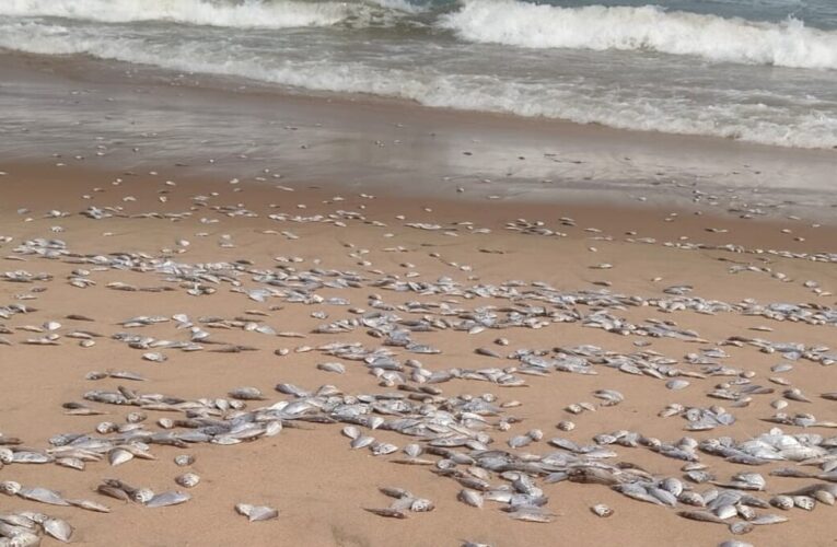 Fish Deaths Reported Off Nakkapalli Coast; Probe Underway
