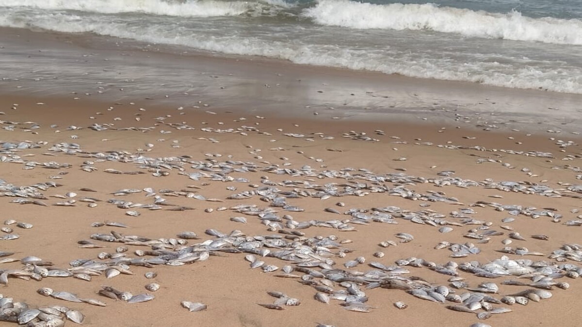 Fish Deaths Reported Off Nakkapalli Coast; Probe Underway