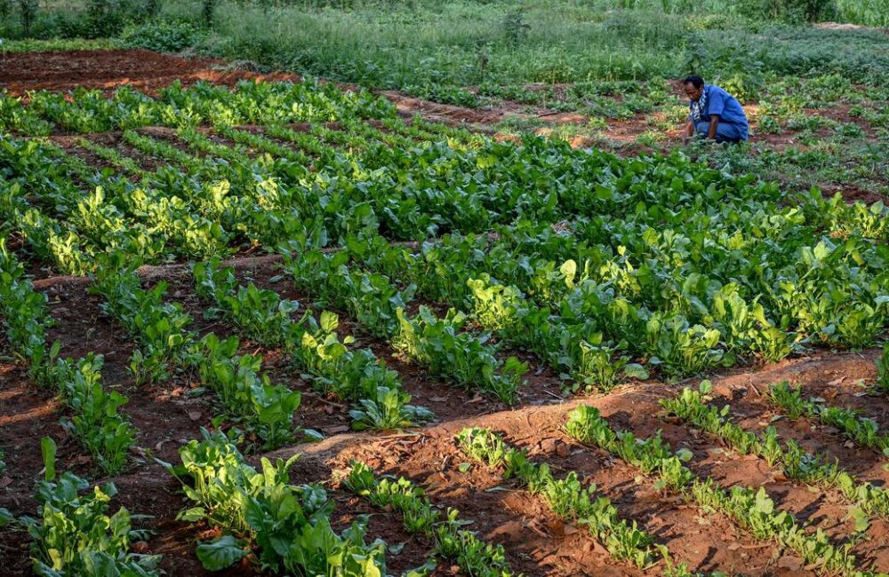 Visakhapatnam Central Prison turns waste into wealth