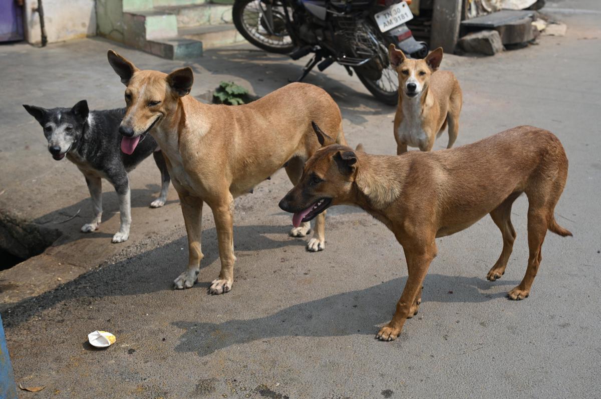 GVMC plans 25 feeding zones for stray dogs